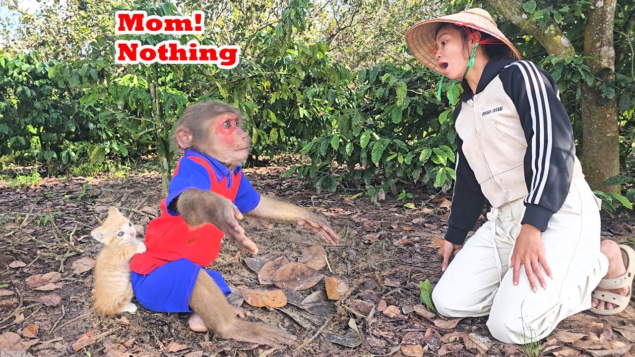 Why did Su react emotionally with mom, afraid of discovering kitten in house? 😨