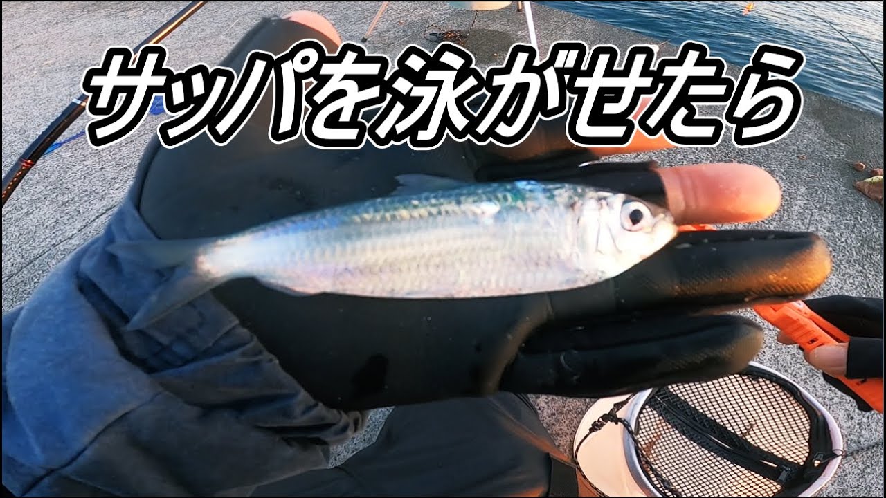 サッパを泳がせたらあの美味し魚が喰ってきた【泳がせ釣り】