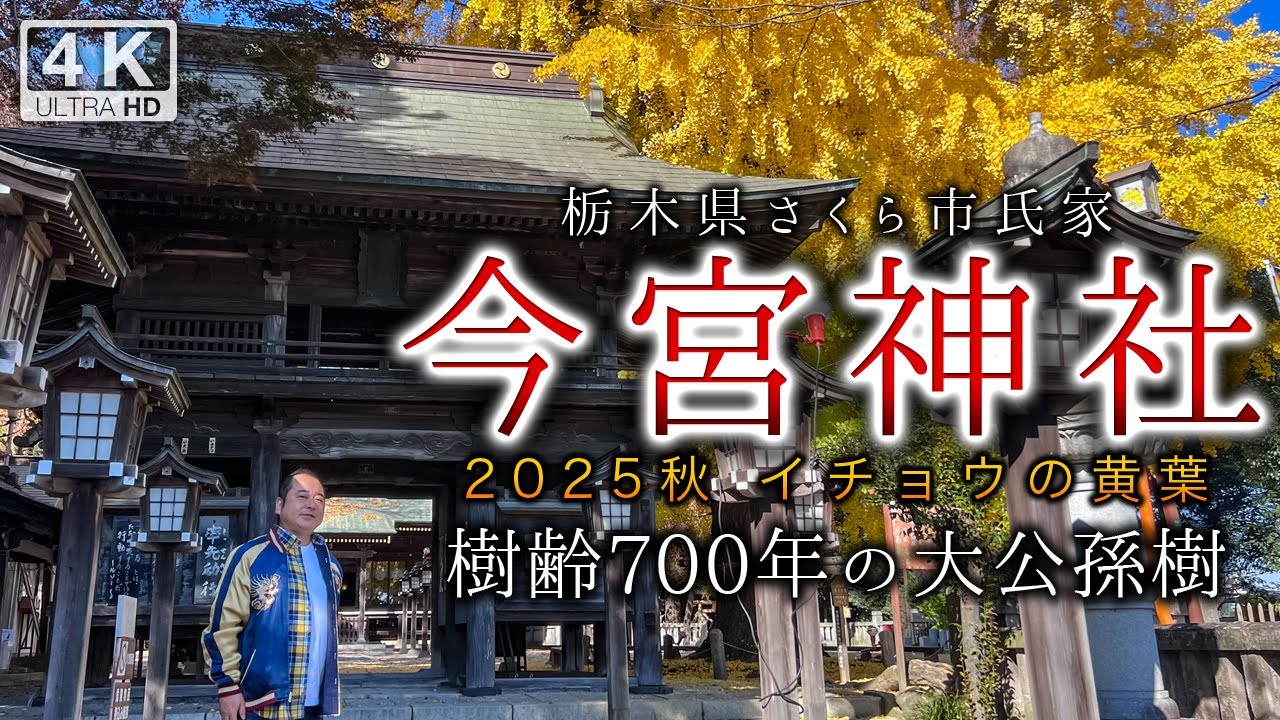さくら市今宮神社 2025秋 イチョウの黄葉 （栃木県さくら市）
