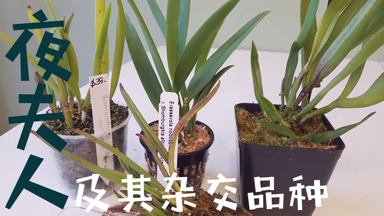 迷你卡特兰“夜夫人”及其杂交品种 Brassavola nodosa and hybrids