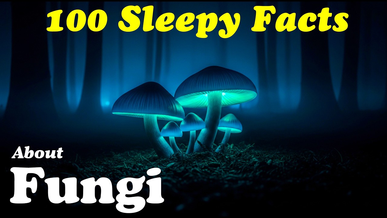 About Fungi | Relaxing Facts About Fungi to Help You Sleep | Science of Sleep