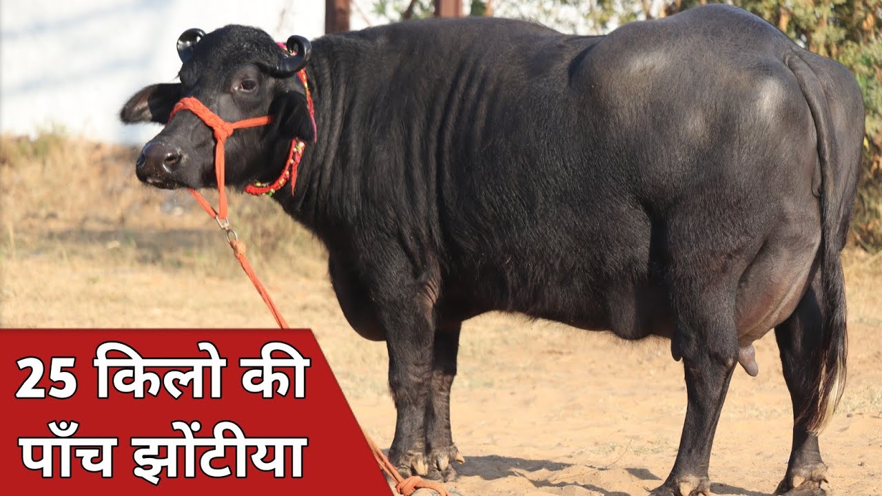 सभी झोटियाँ 20 से 25 किलो की, कांटे के तोल में बिक्री के लिए उपलब्ध || Dholiya Pahalwan (8168508012)