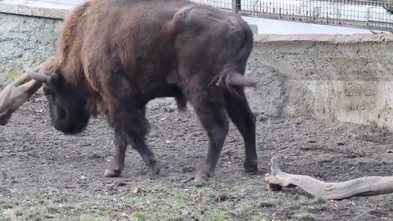 Zabawki dla żubra. Warszawskie ZOO.
