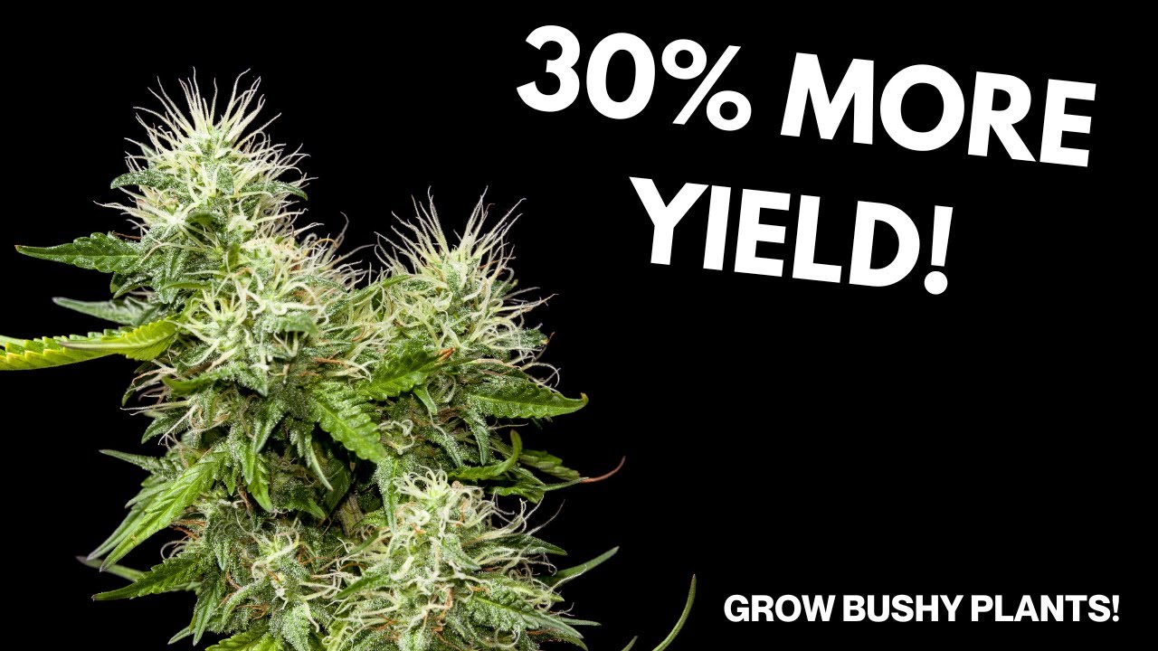 Grow Your Cannabis Wildly | 10 Tips to grow Bushy Cannabis Indoors (No Equipment)