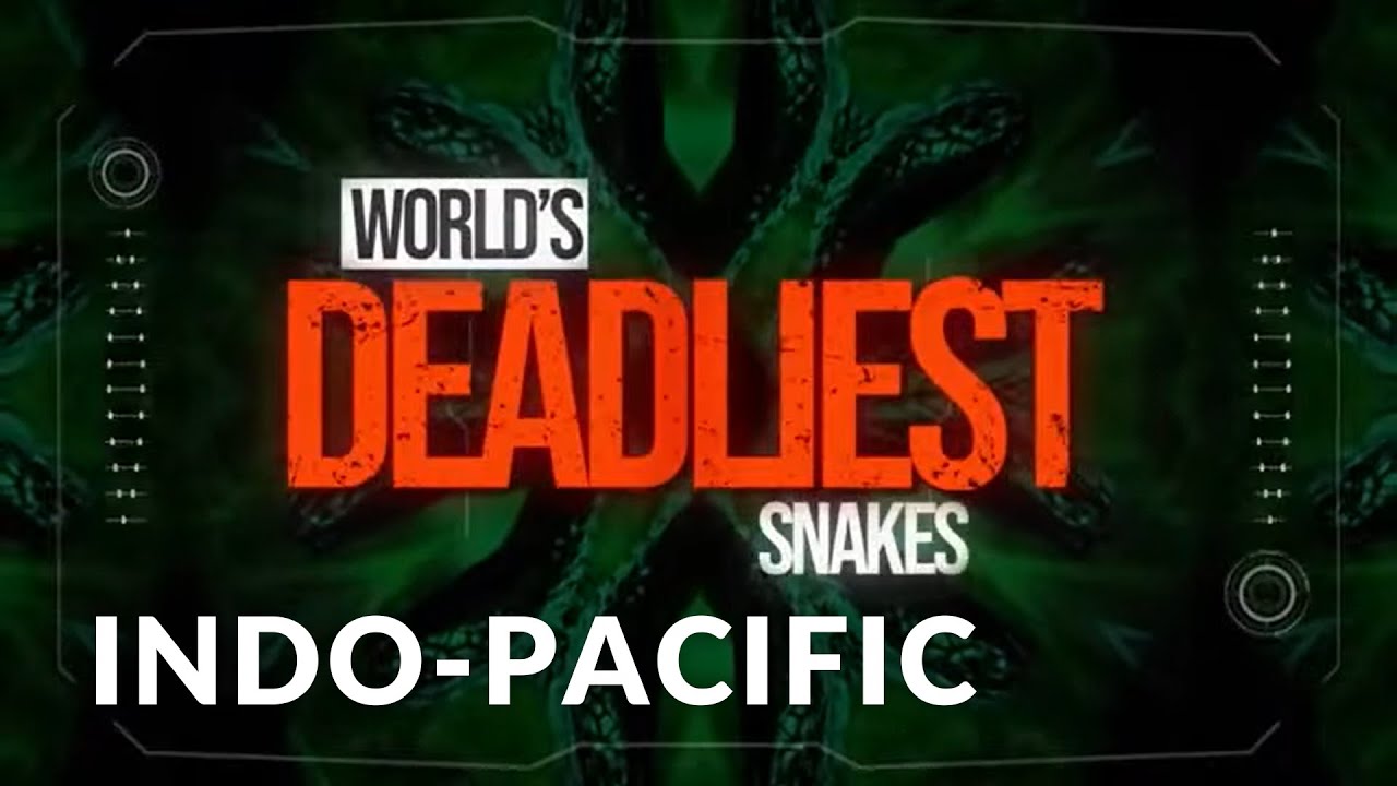 World's Deadliest Snakes I Se1 Ep01 I Snakes of the Pacific
