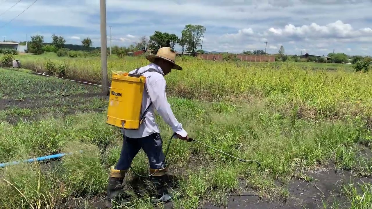 Afofanto os canteiros de cebolinha e aplicando MATA MATO tambem