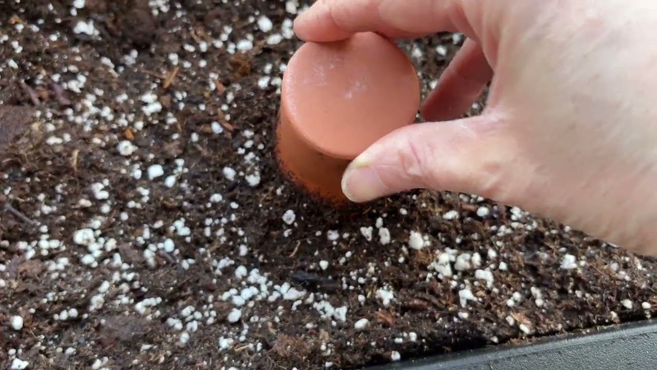 PRO-MIX BX with Mycorrhizae Review | My Go-To Container Soil Mix