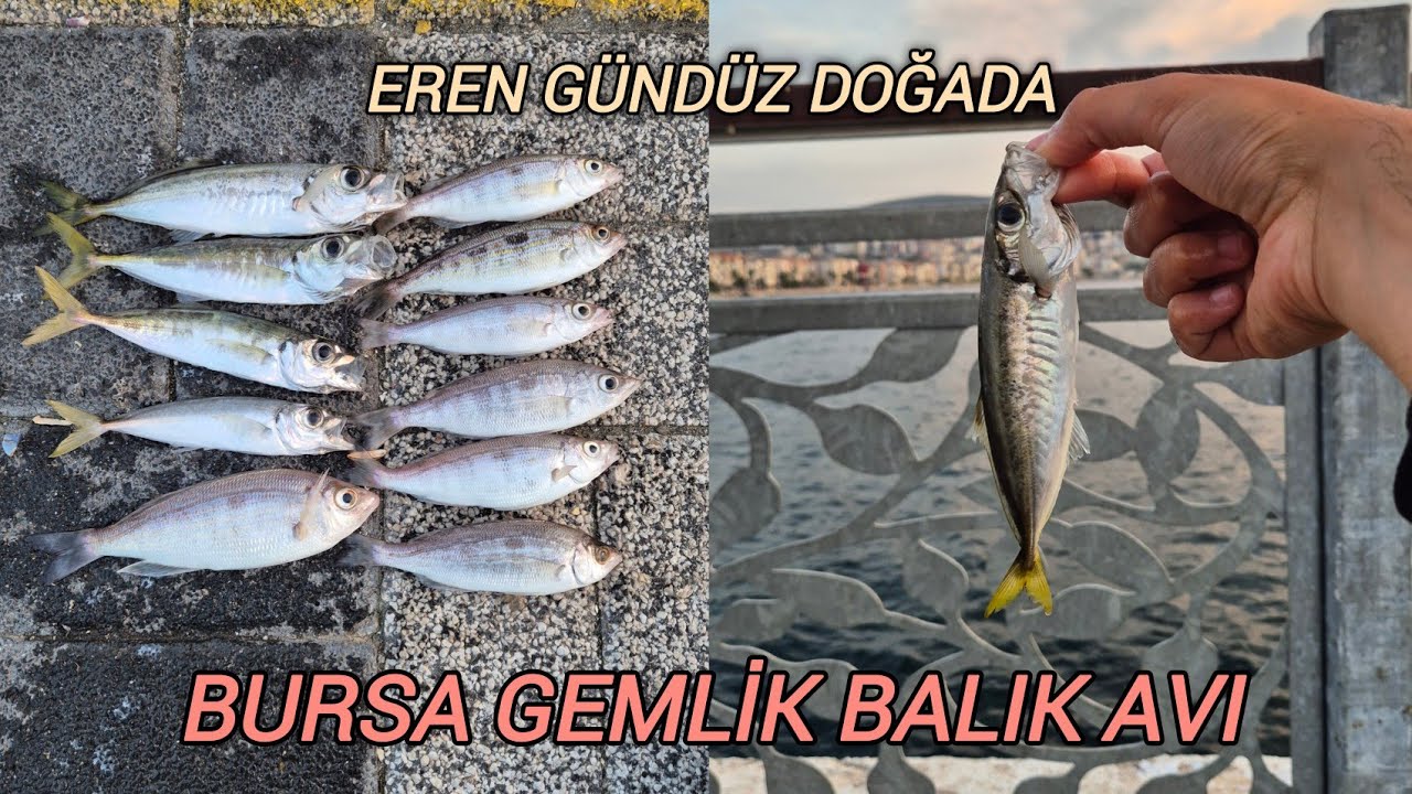GEMLİK BALIK AVI / İSTAVRİT - İZMARİT / EREN GÜNDÜZ DOĞADA