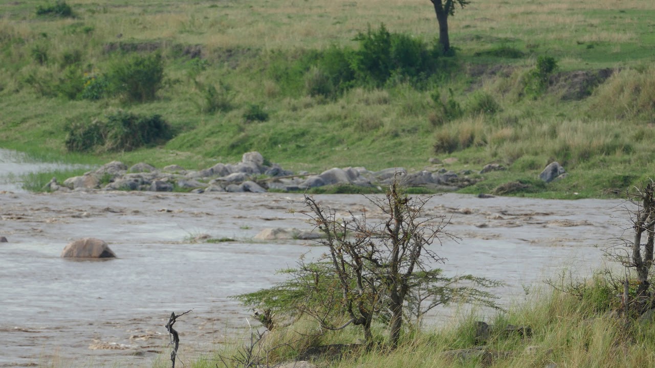 Nile crocodiles across River Mara from Singita Mara River, Tanzania, 2017-09-17