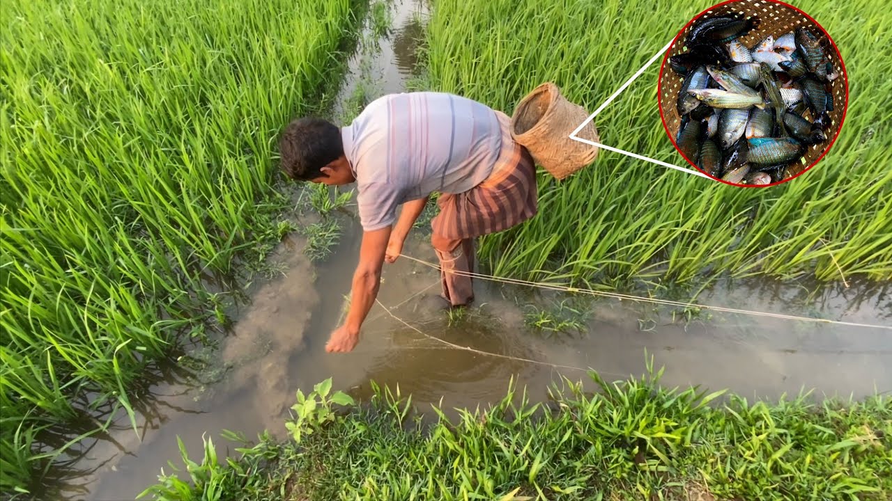 বৃষ্টির পানিতে ধানক্ষেতে মাছ ধরা | Village Fishing Vlog Video 