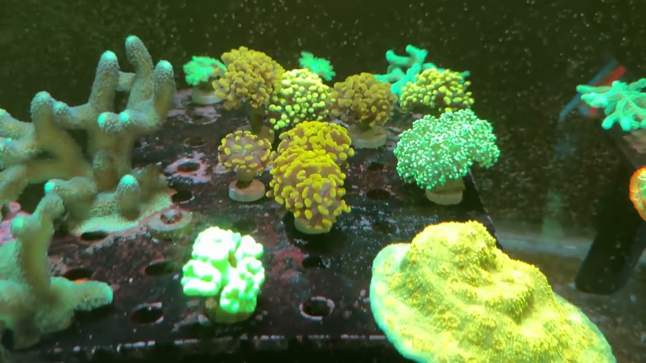 Garage coral farm update!!! West coast coral show.. #reefer #reef #reeftank #aquario 