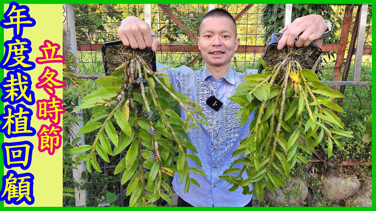 【石斛蘭】初學入門 | 年度栽植回顧 | 立冬時節 | - Part 60