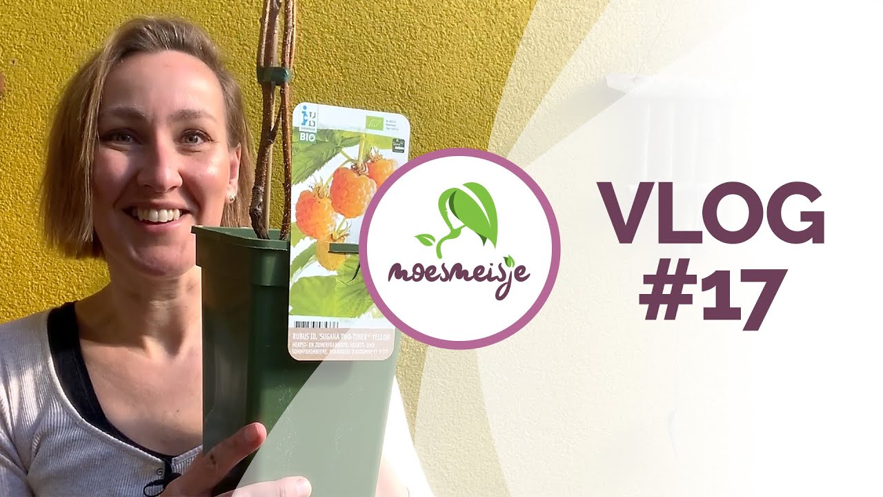 MOESTUIN VLOG #17 | Framboos in pot | kamille, basilicum en zonnebloem zaaien én een verhuizing.