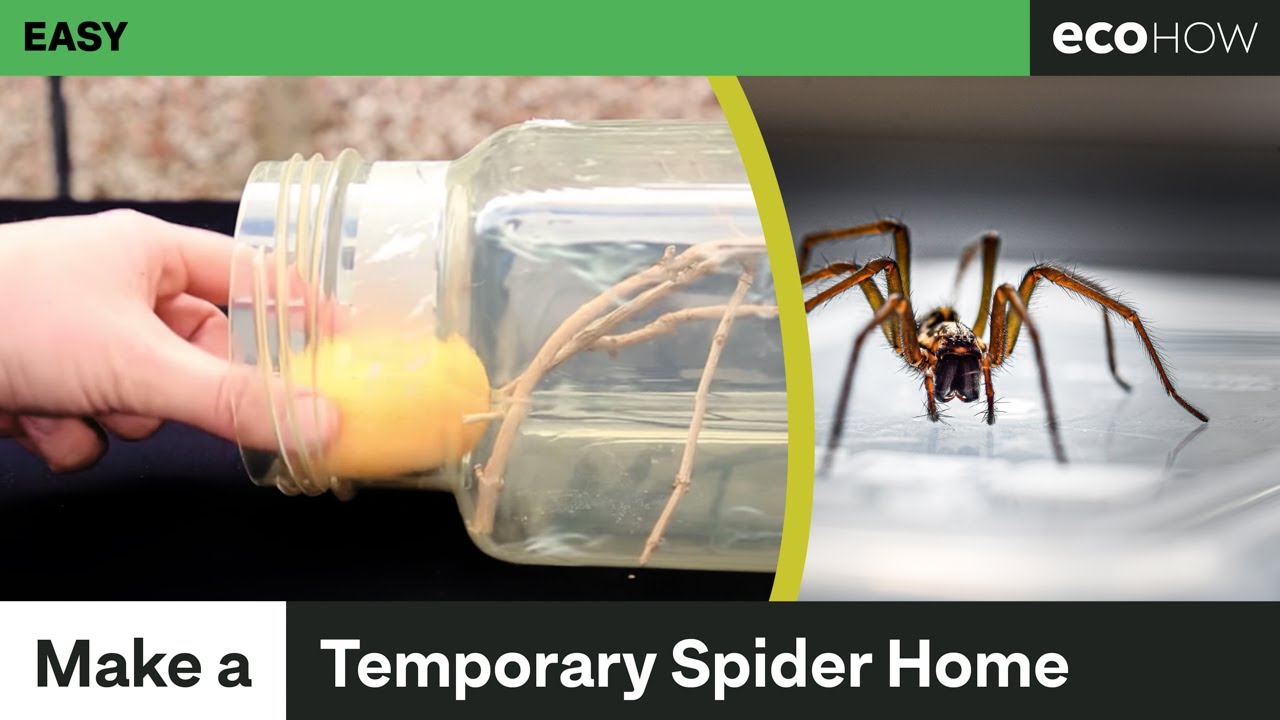 How to make a temporary spider enclosure