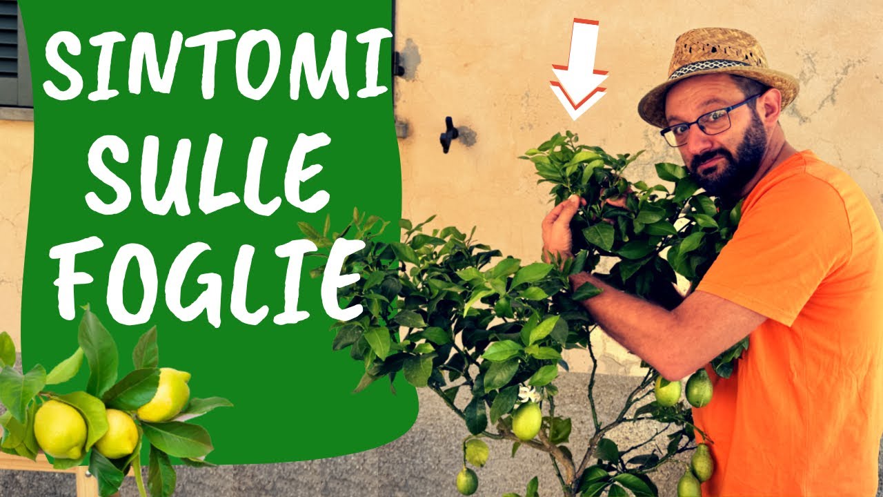 LIMONE CHE PERDE LE FOGLIE: cause e soluzioni. Coltivare limoni in vaso sani
