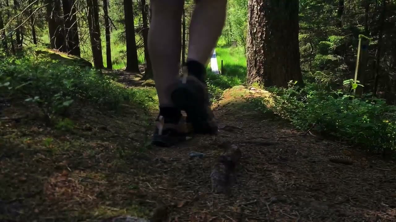 Wandelen door de Zweedse natuur in Svartedalens Naturreservat