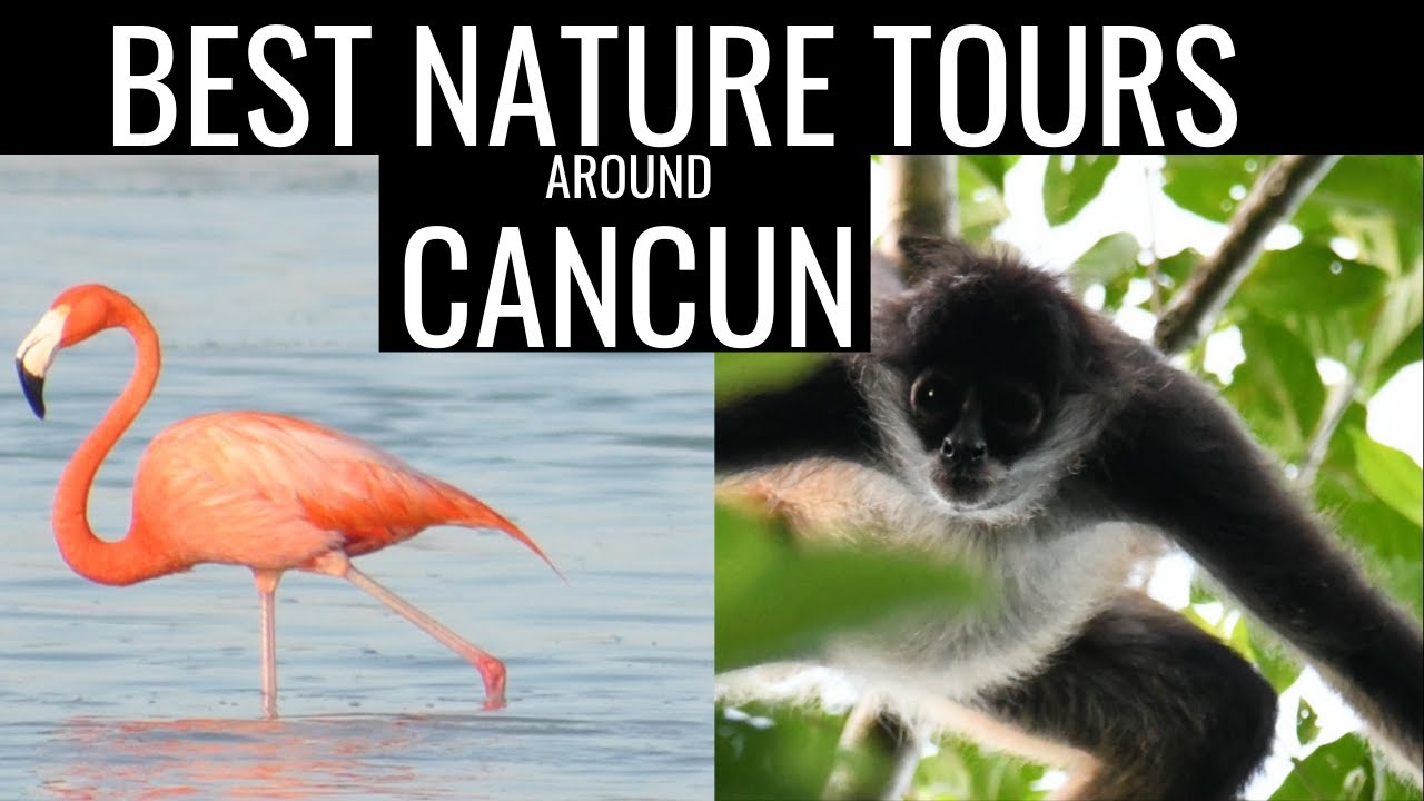Best nature and wildlife tours around Cancun and Playa del Carmen