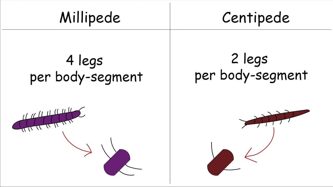 What's the difference between millipedes and centipedes?