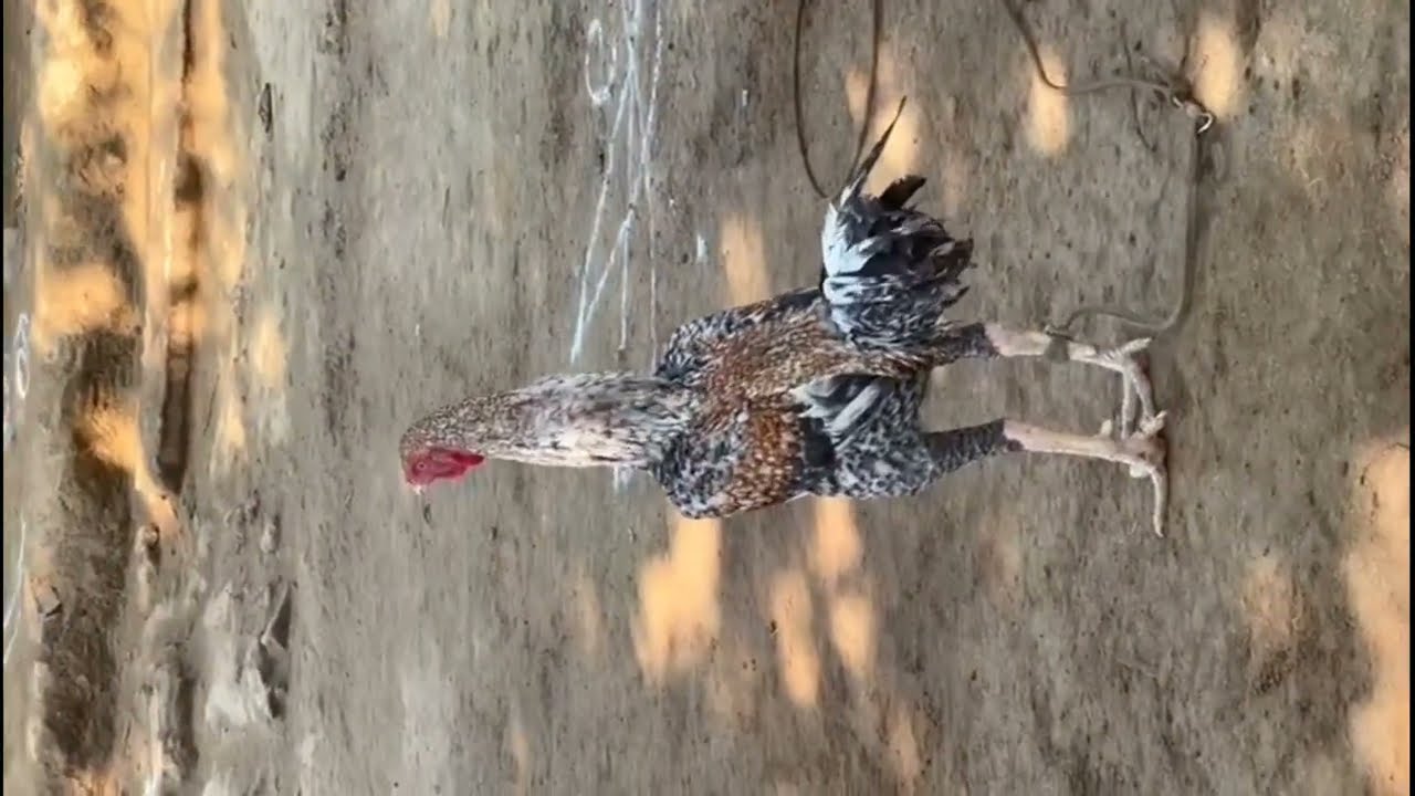 Aasel murga farming feeding details.poultry farming feeding details 