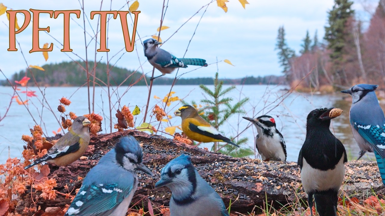 RAINY LAKE & WET FEATHERS 🐿️ 8 Hours of Cat TV &bull; Dog TV for Cats, Dogs, and People