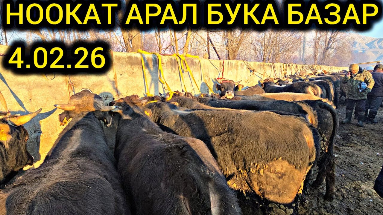 СИЗДЕР СУРАГАН  БУКАЛАР НООКАТ АРАЛ БУКА БАЗАР 👍 04.02.26 #