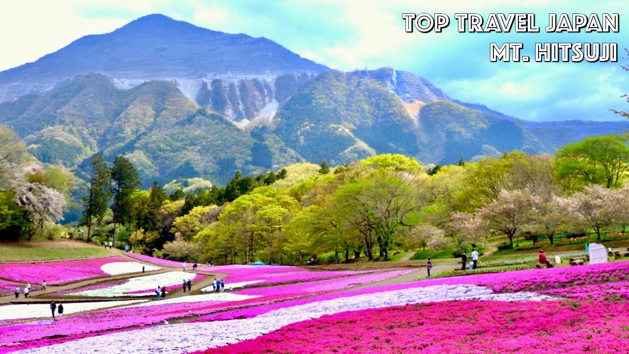 Mountain Hitsujiyama Chichibu Saitama Japan【羊山公園】| Top unique Japan travel spots |#explorejapan #4k