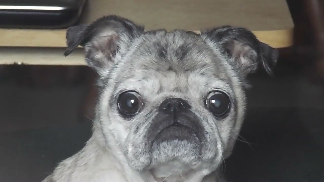 The Intensity of the Senior Pug starring Bosco #pugs