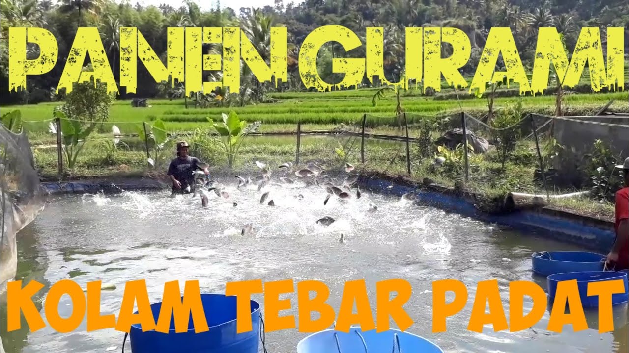 Auto kagett.... Pedagang gurami melongo saat tau kolam 12mX5m, dengan kedalaman 1m isi 2500 ekor