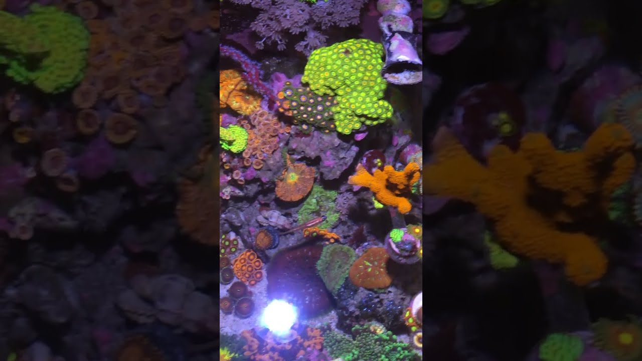 Fluval Evo 13.5 Gallon  -  3.5 years years old!