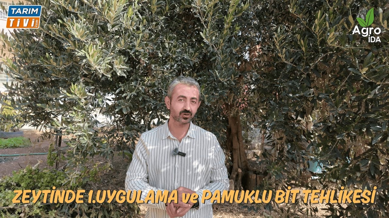 Zeytinde Pamuklu Bit ve Hasat Sonrası 1.Uygulama Dönemi #zeytin #zeytinyağı #pamuklubit