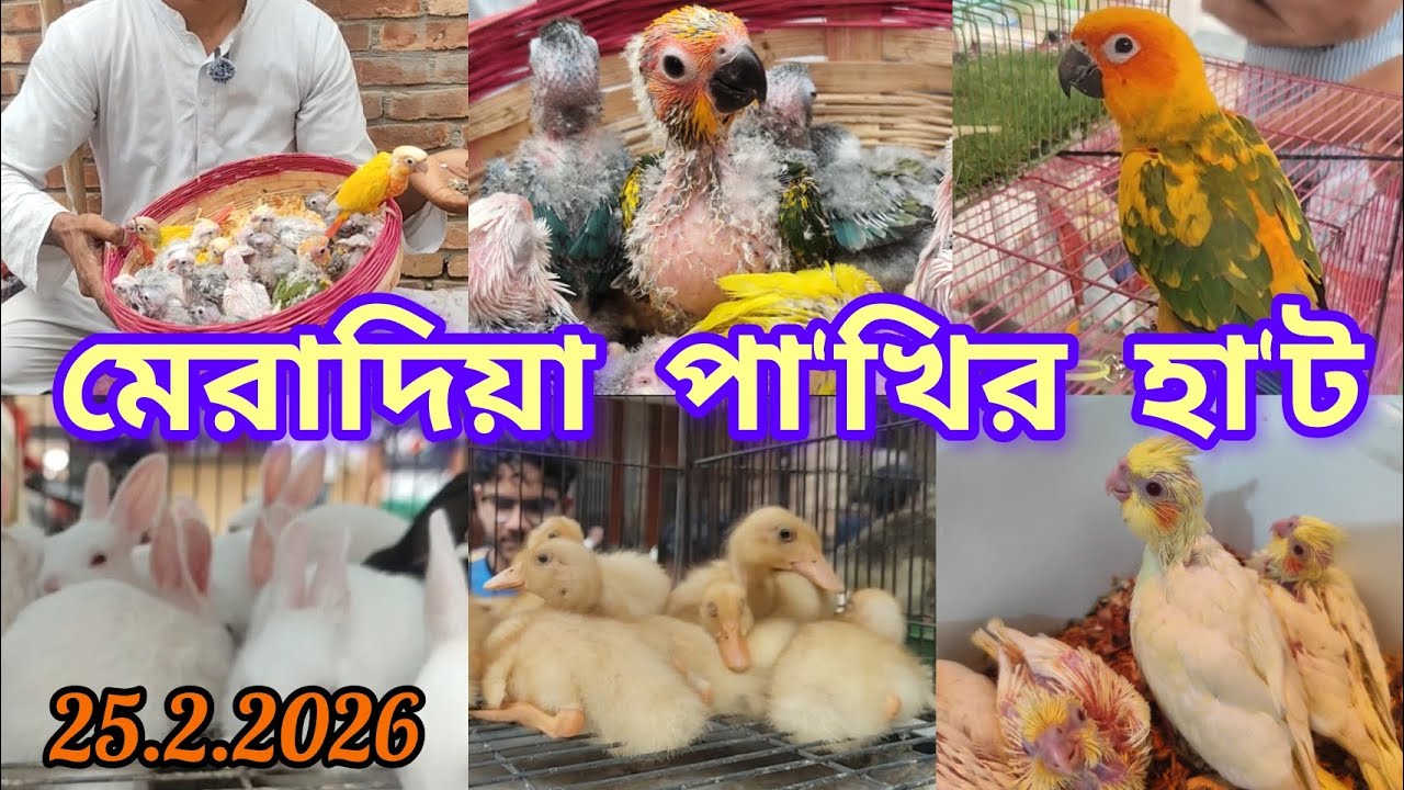২৫/২/২০২৬ ||মেরাদিয়া হাটে বা'চ্চা পা'খির মেলা ||টে'ম পা'খি কি'নুন ||Mera Diya Pakhi Kabootar hat ||