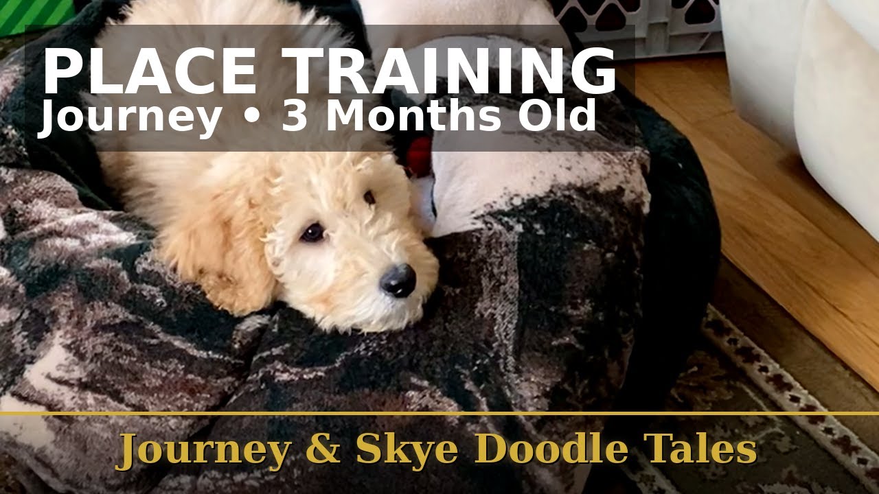 3 Month Old Journey Is Learning So Fast! 🐶 “Place” Training + Puppy Toy Time