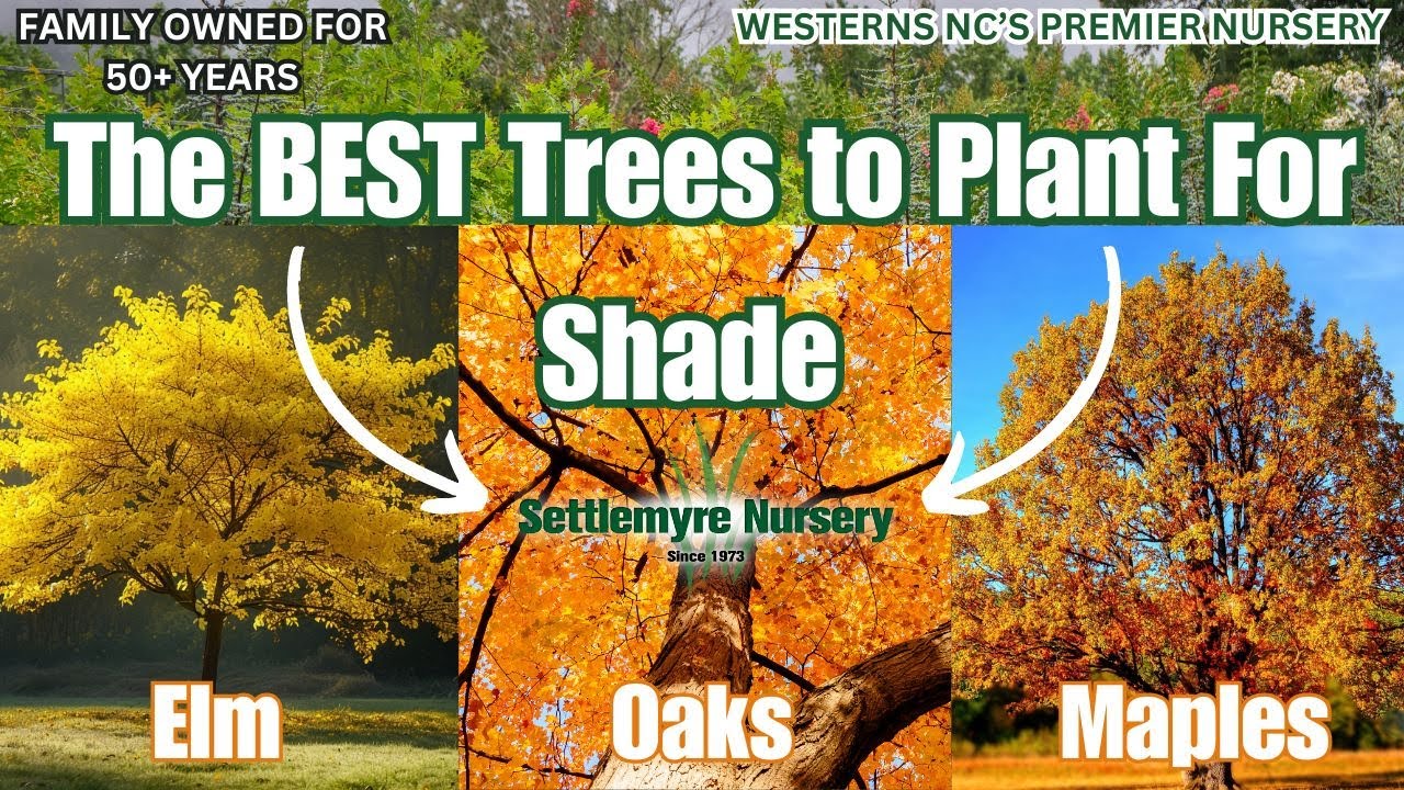 The Best & Fastest Growing Trees to Plant for Shade!
