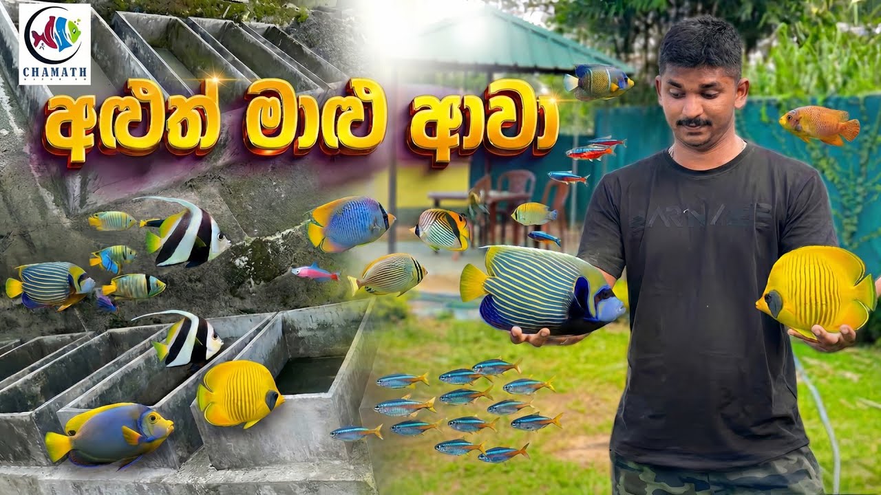 අලුත් මාලු බලමුද / New Stocks / Chamath Aquarium Matale 