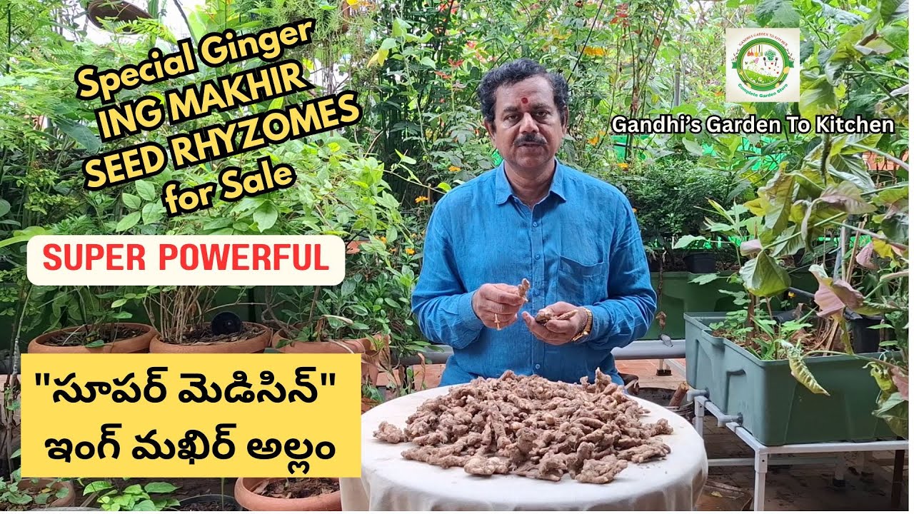 Special Ginger ING MAKHIR SEEDS for Sale for Home Gardens | ఇంగ్ మఖిర్ అల్లం విత్తనాలు