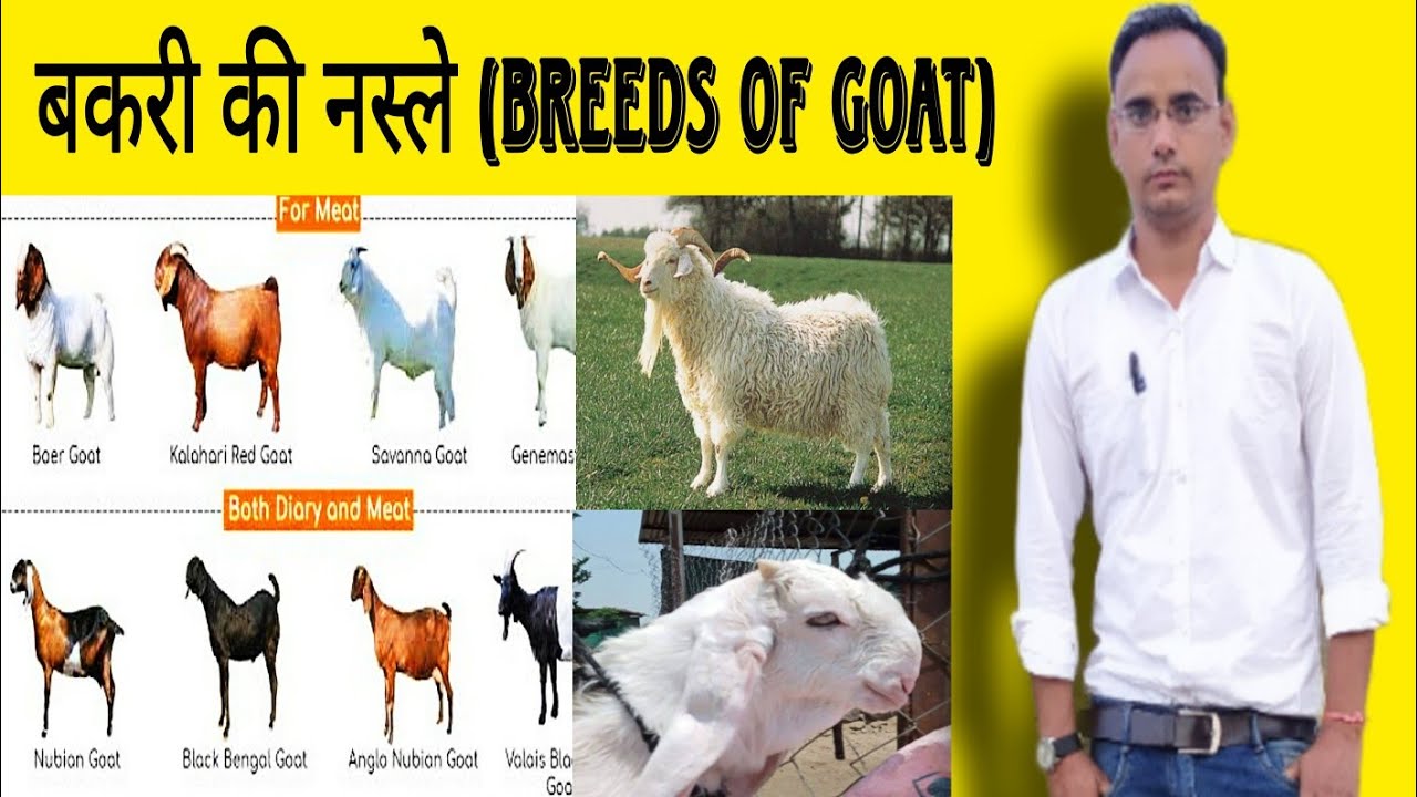 Breeds Of Goat।। बकरी की नस्ले ।। Goat's Breeds