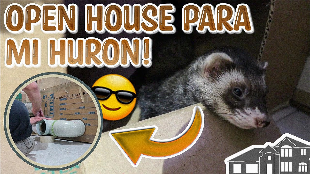 Nuevos Juguetes Y Área De Juegos Para Mi Hurón