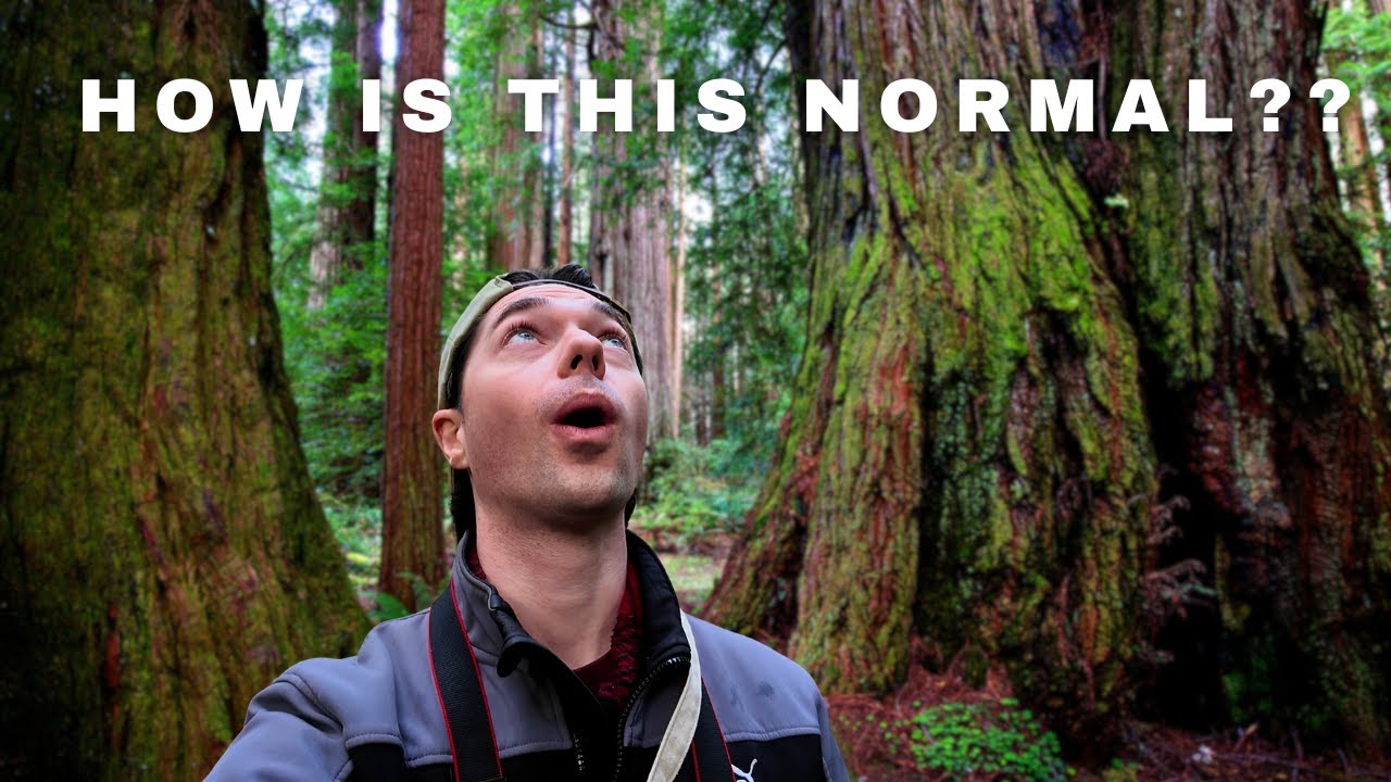 Is This Washington Forest as Magical as the Ocean?