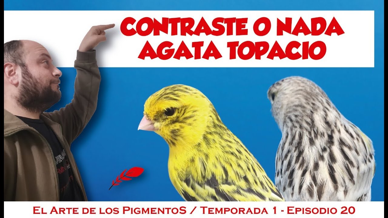 Canario Agata topacio, pigmentos, estándar, cruzamientos.