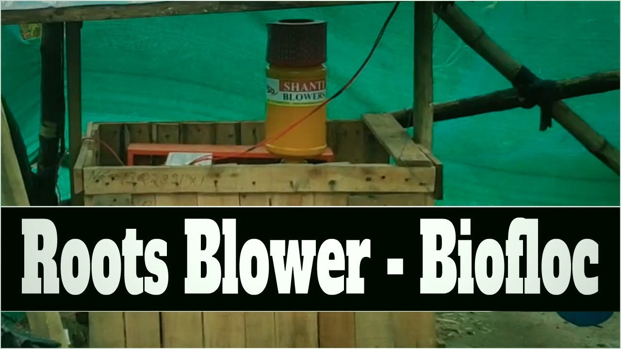 2Hp Roots Blower Setup for Shrimp & Fish Farming in Biofloc System