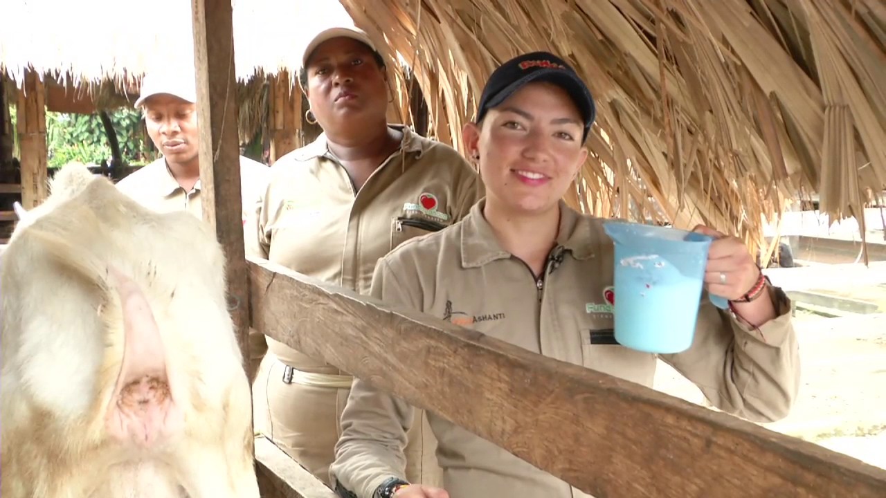 Agricultura al D&iacute;a - Proceso de orde&ntilde;o y leche de cabra, Panaca