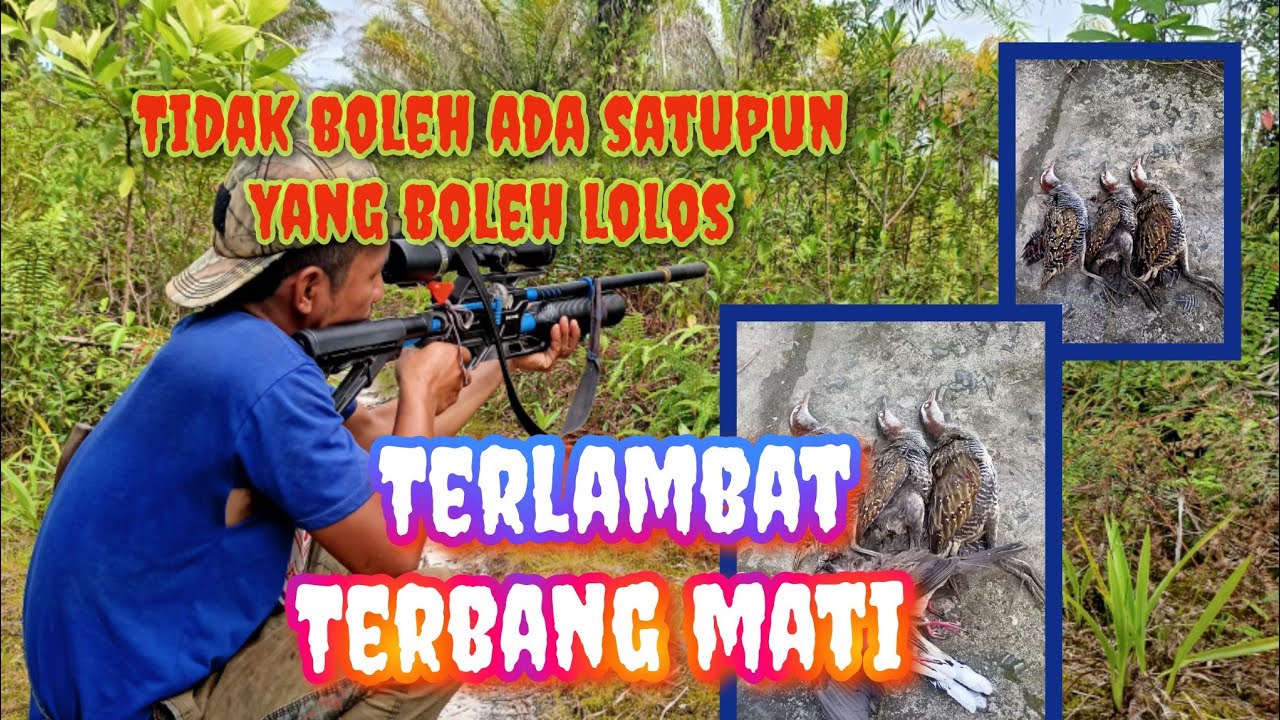 cara jitu nembak ayam-ayam sawah // kukur di jamin poin @fadlanangh5768 #fadlanhunter
