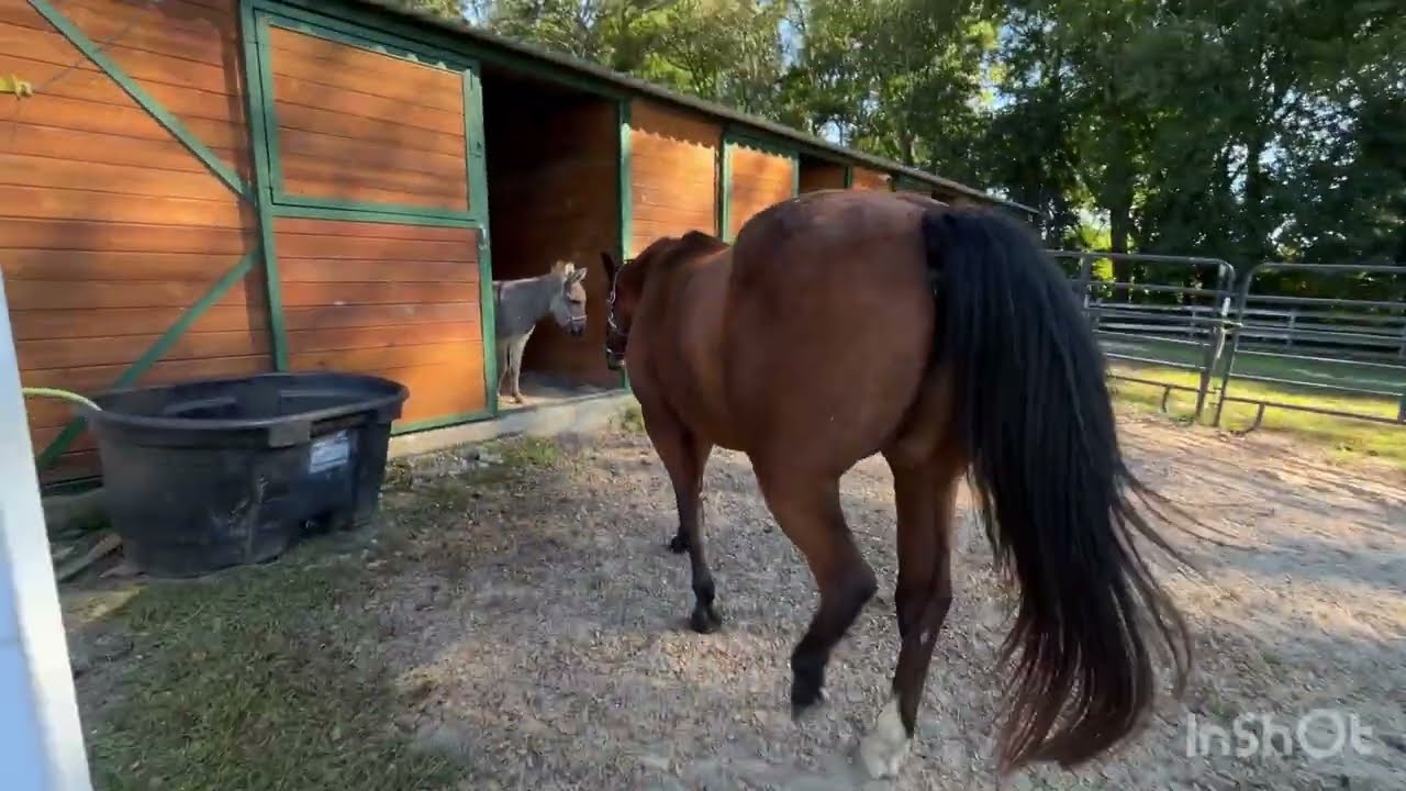 Donkey (Barbie) Inside Horse Stall!