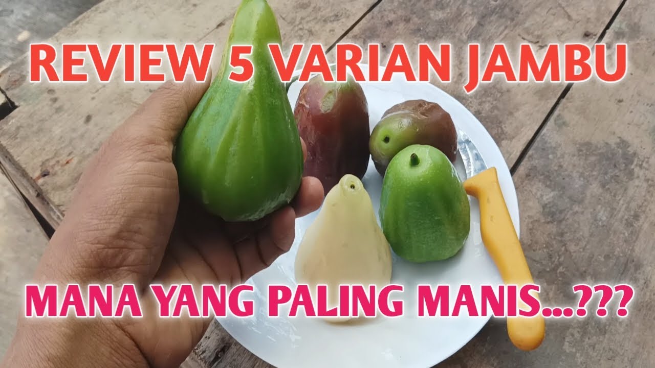 Review 5 jenis jambu air unggulan