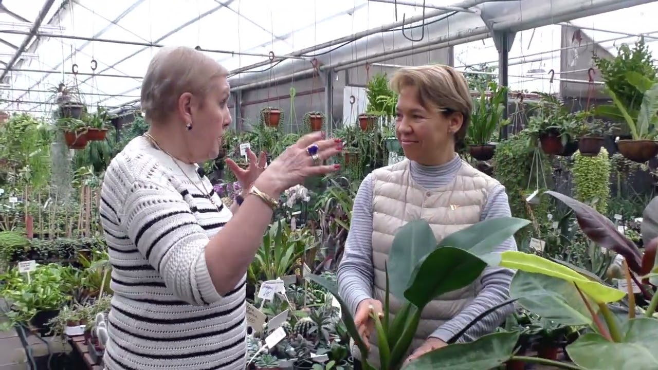 Кустовые филодендроны.