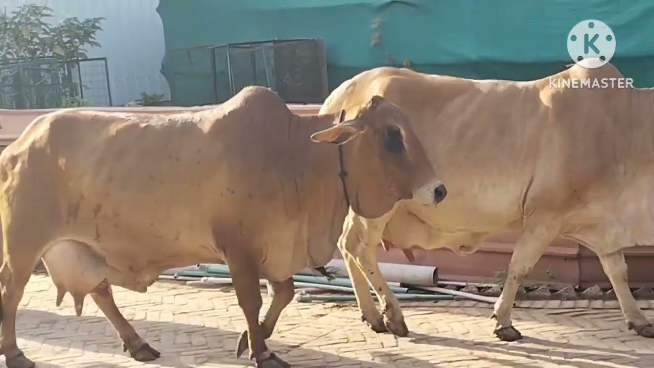 साही वाल गौ माता का दर्शन एक बार अवश्य करें।