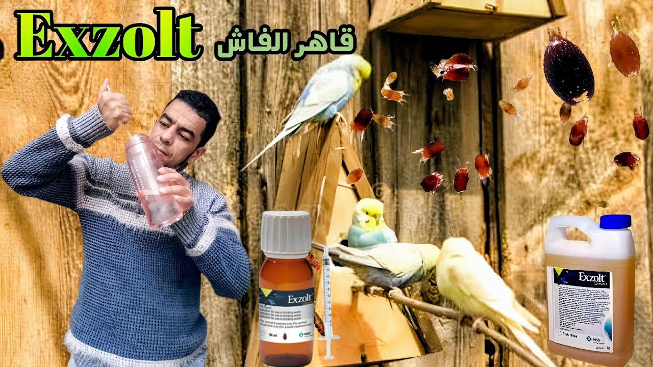 أقوى قاتل لقمل الطيور: الوحش Exzolt _ تجربة Exzolt على طيوري ، أحسن قاتل لقمل الطيور والفاش الرئوي