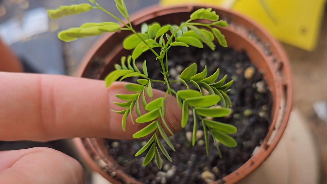 Brazilian Rain Tree Two Week Progression From Seed