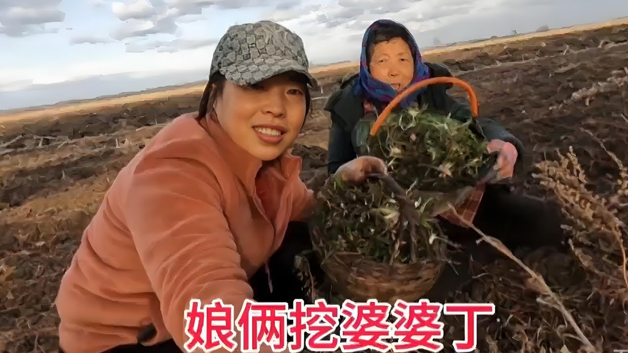 和老妈一起挖婆婆丁，根深叶绿大自然的馈赠这菜真好，挖的真过瘾 #乡村守护人 #记录真实生活 #挖野菜的乐趣
