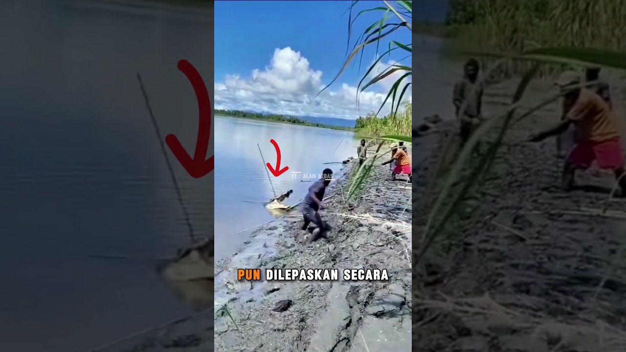 MEMBURU BUAYA BESAR DI SUNGAI #buayaraksasa #alambebas #faktaunik #buayasungai